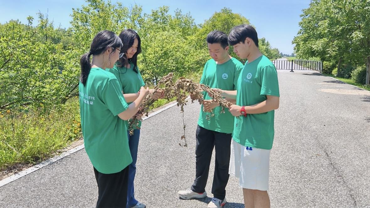 河南農(nóng)大學子走進艾草“超級工廠” 探索科技賦能鄉(xiāng)村振興之路